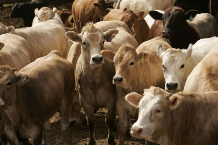 Exclusive US Not Ready to Lift Mexican Cattle Ban Over Screwworm, Agriculture Secretary Rollins Says