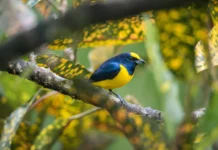 Costa Rica Birdwatching Route Network Expands
