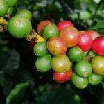 Panama espera