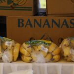 Bananeros en estado.