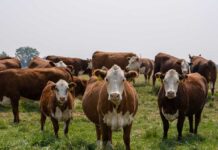 Expertos destacan la importancia de la inocuidad de la carne de res para proteger el medio ambiente y promover el bienestar animal