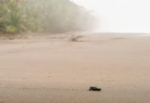 NatGeo posiciona a Costa Rica como destino turístico renovado y “Pura Vida”