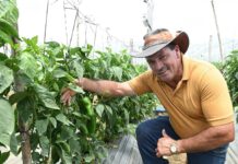 Walmart impulsa la transformación de proveedores agrícolas en agro empresarios