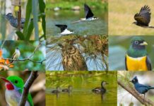 Centroamérica Big Day 2026 registra más de 850 especies de aves durante la jornada regional